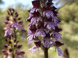 8_Orchis_purpurea